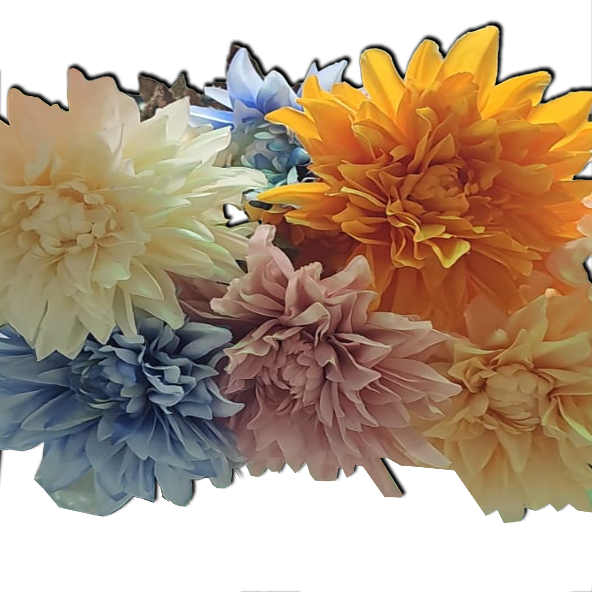 Decorative Crysanthemum Flower