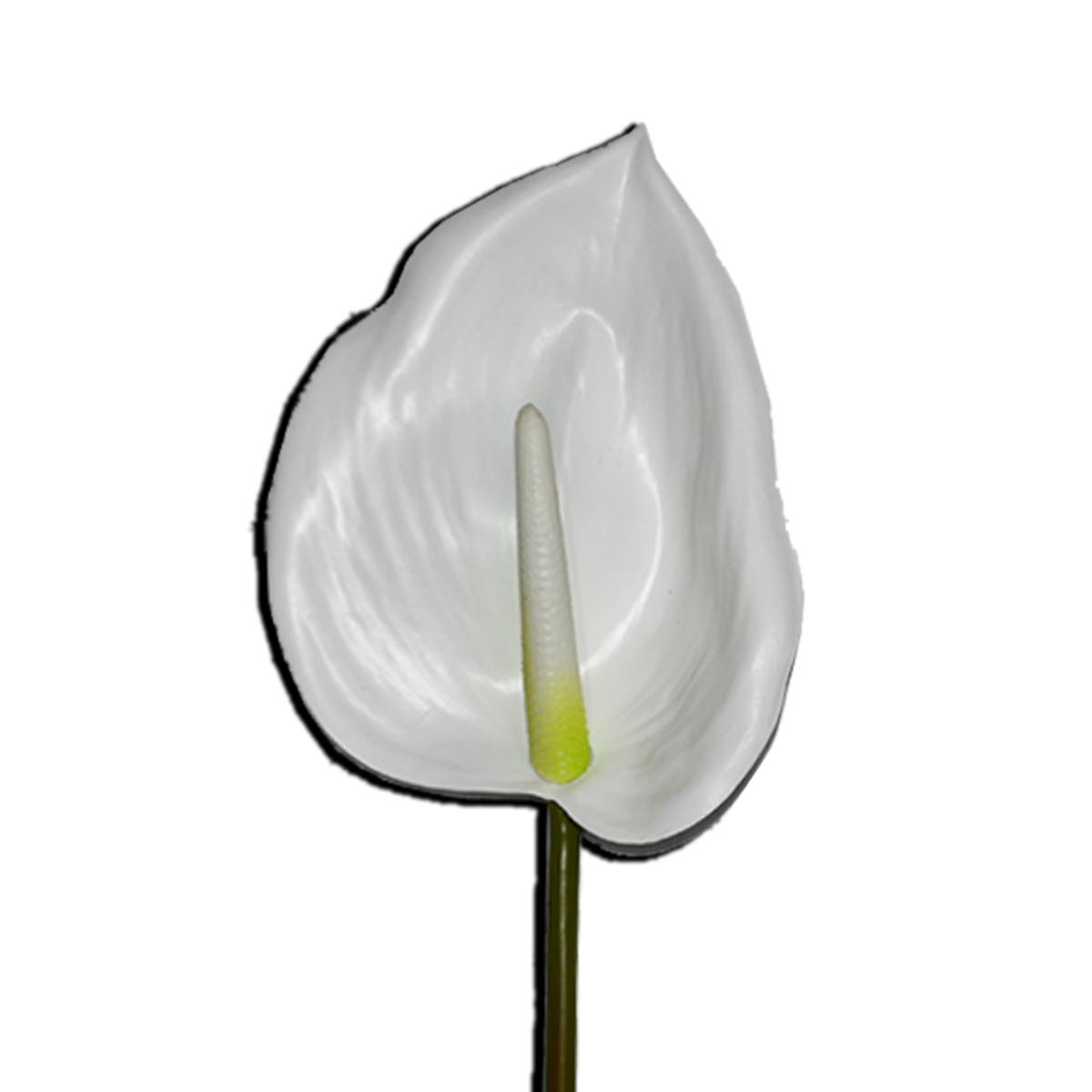 Decorative Anthurium Flower