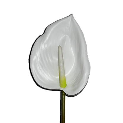 Decorative Anthurium Flower