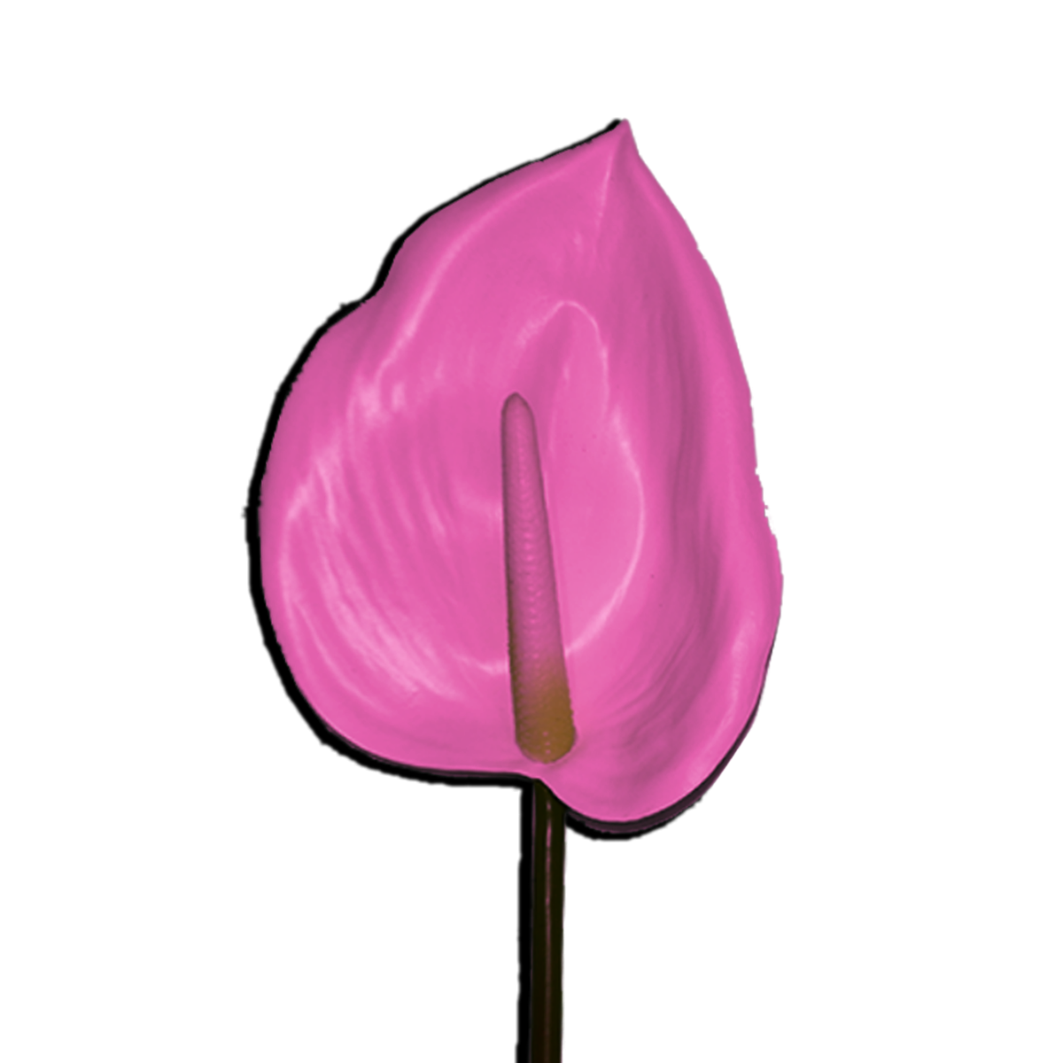 Decorative Anthurium Flower