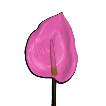 Decorative Anthurium Flower