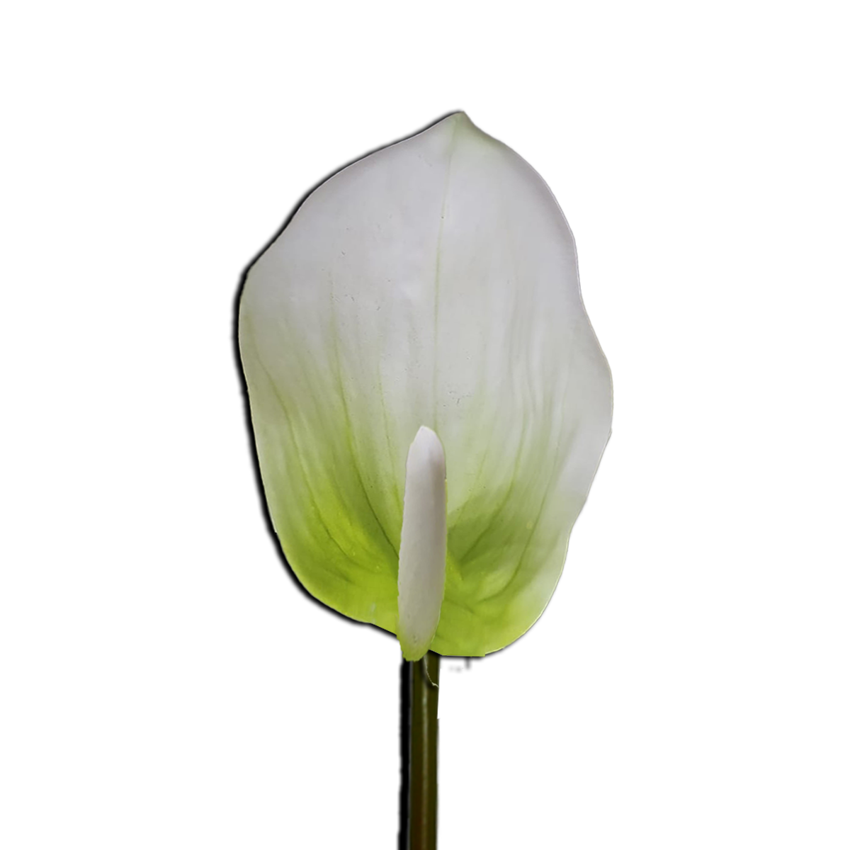 Decorative Anthurium Flower