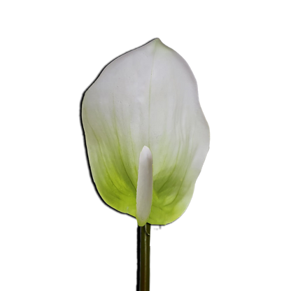 Decorative Anthurium Flower