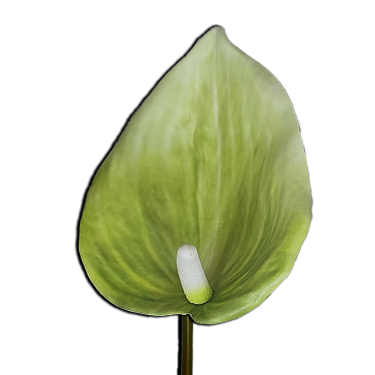 Decorative Anthurium Flower