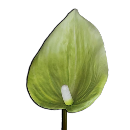 Decorative Anthurium Flower