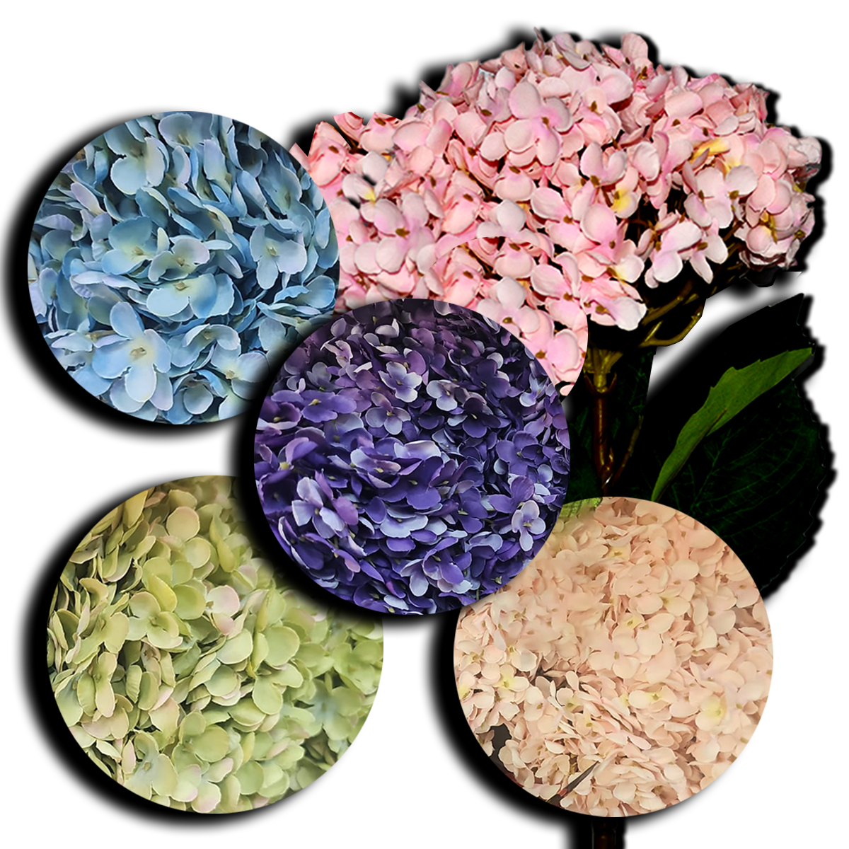 Decorative Hydrangea Flower