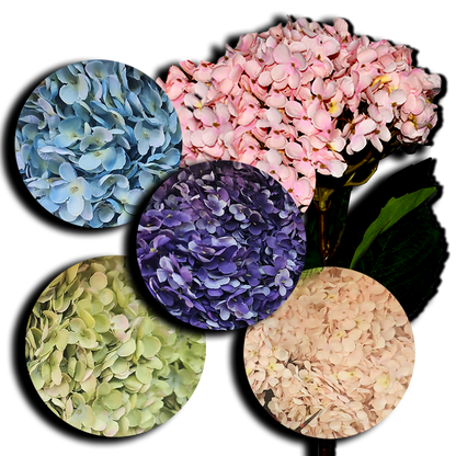 Decorative Hydrangea Flower